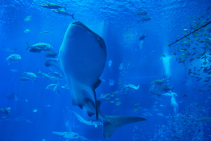 沖縄美ら海水族館