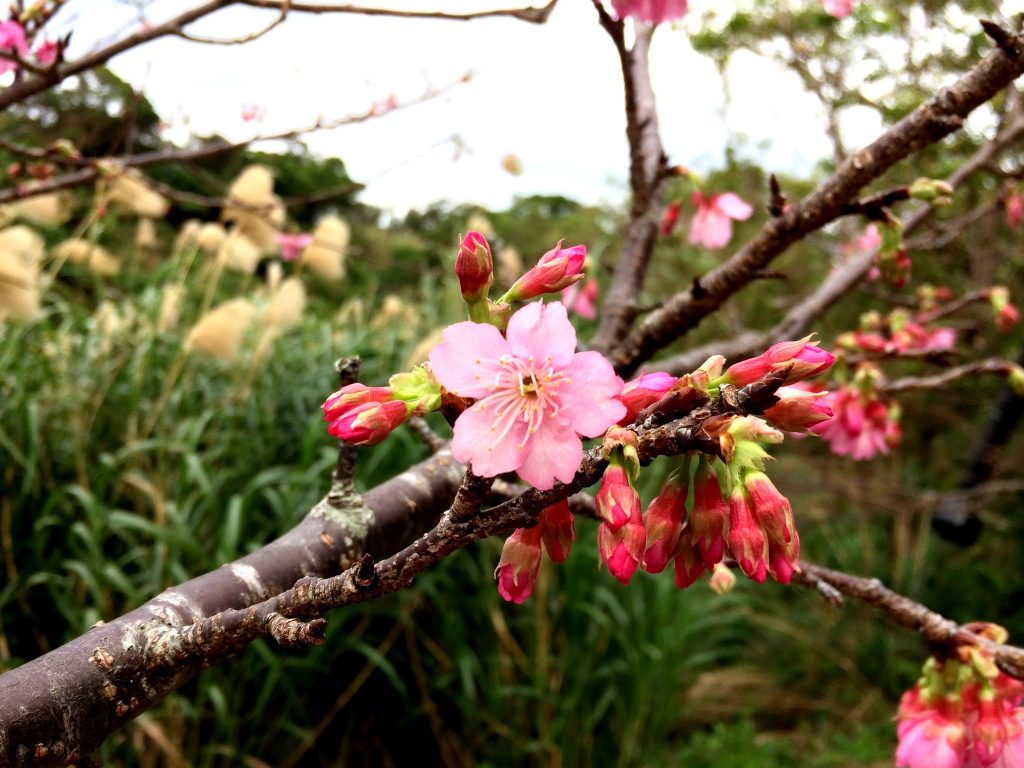 桜