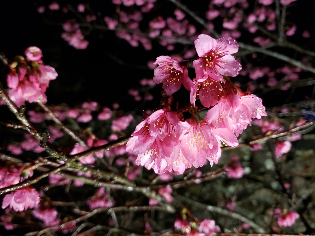 冬の桜